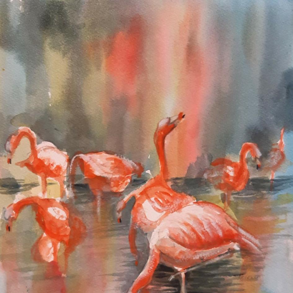 Flamingos